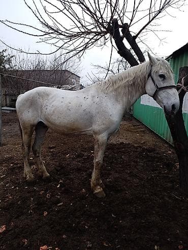 Продаю | Конь (самец) | Рабочий | Осеменитель at lalafo.kg Продаю | Конь (самец) | Рабочий | Осеменитель