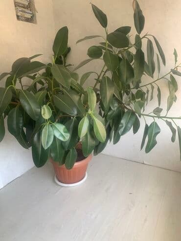 столы и стулья для зала в бишкеке: Продаю. И обмен на 2 большие женское счастье Высота 170 см Ширина- at lalafo.kg — 1 столы и стулья для зала в бишкеке: Продаю. И обмен на 2 большие женское счастье Высота 170 см Ширина- — 1