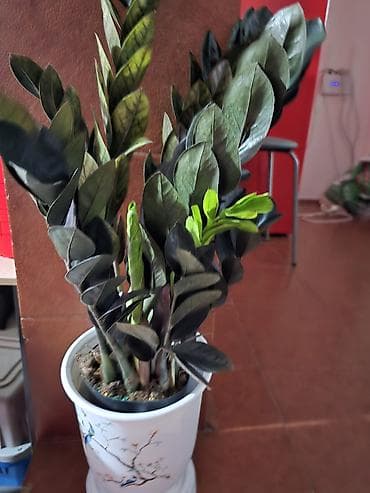 Замиокулькас ‘Raven’ (ZZ-plant, черный) в декоративном кашпо - at lalafo.kg Замиокулькас ‘Raven’ (ZZ-plant, черный) в декоративном кашпо -
