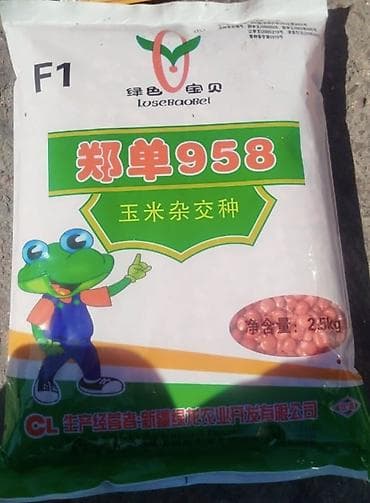 Семена кукурузы гибрид F1 «Zhengdan 958» (郑单958) - Тип: гибридные at lalafo.kg Семена кукурузы гибрид F1 «Zhengdan 958» (郑单958) - Тип: гибридные