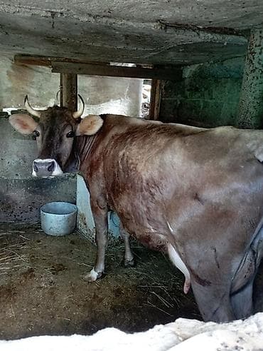 Продаю | Корова (самка) | Для молока at lalafo.kg Продаю | Корова (самка) | Для молока