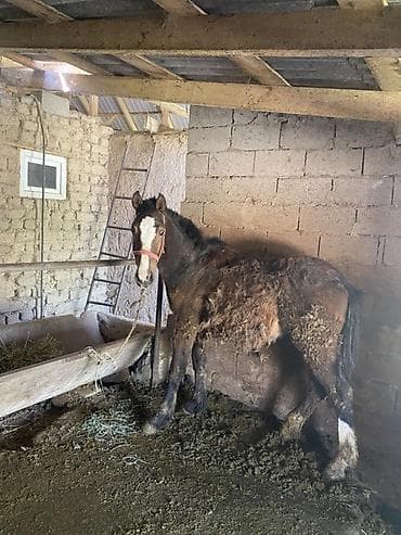 Продаю | Жеребенок | Дончак | Для разведения at lalafo.kg Продаю | Жеребенок | Дончак | Для разведения