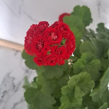 Предлагается цветущее растение герань с яркими красными цветами at lalafo.kg Предлагается цветущее растение герань с яркими красными цветами