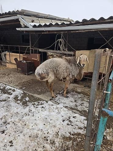 Продаю | Овца (самка) | Арашан | Для разведения | Племенные, Осеменитель at lalafo.kg Продаю | Овца (самка) | Арашан | Для разведения | Племенные, Осеменитель