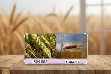 Посевные семена зерновых культур: яровые и озимые. - Яровые: форма at lalafo.kg Посевные семена зерновых культур: яровые и озимые. - Яровые: форма