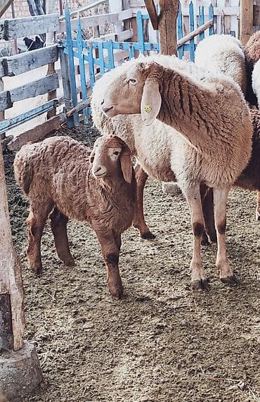 Продаю | Овца (самка), Ягненок | Арашан at lalafo.kg Продаю | Овца (самка), Ягненок | Арашан