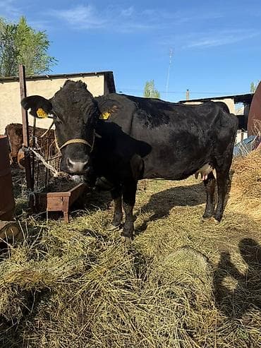 Продаю | Корова (самка) | Абердин-ангус | Для молока | Привязанные at lalafo.kg Продаю | Корова (самка) | Абердин-ангус | Для молока | Привязанные