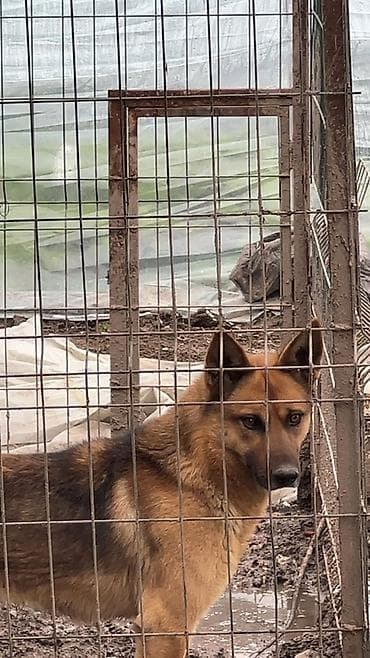 Собака даром: Овчарка, 1 год, Самец at lalafo.kg Собака даром: Овчарка, 1 год, Самец