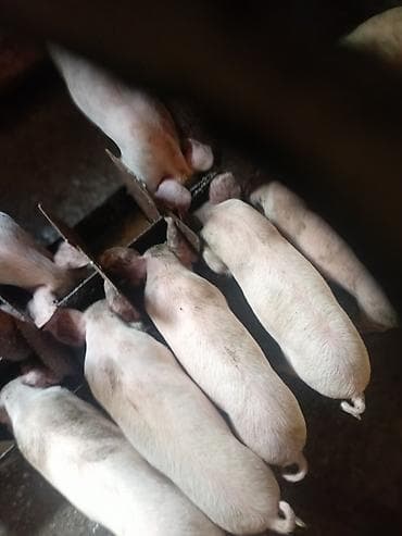 Продаю | Поросенок | Крупная белая | На забой at lalafo.kg Продаю | Поросенок | Крупная белая | На забой