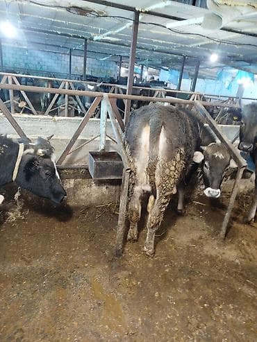 Продаю | Корова (самка) | На откорм | Стельные at lalafo.kg Продаю | Корова (самка) | На откорм | Стельные