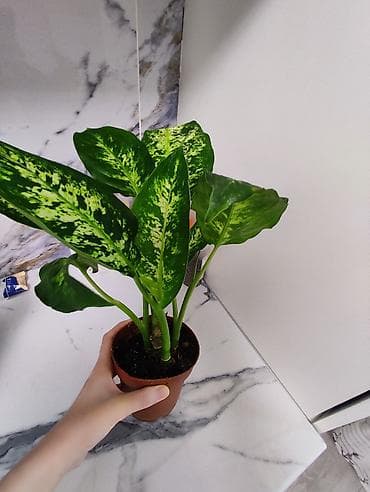 Продаю Диффенбахия (пестролистная, декоративно-лиственная) at lalafo.kg Продаю Диффенбахия (пестролистная, декоративно-лиственная)