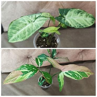 Сингониумы at lalafo.kg Сингониумы