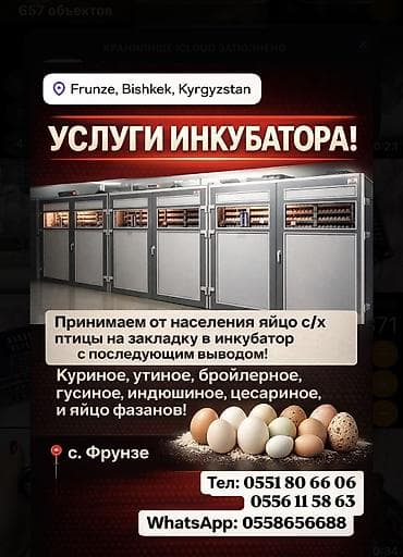 Инкубатор!! Принимаем яйцо на закладку в инкубатор,всей с/х at lalafo.kg Инкубатор!! Принимаем яйцо на закладку в инкубатор,всей с/х