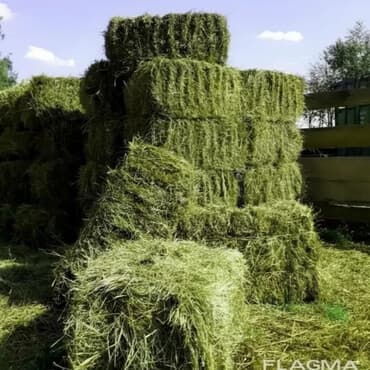 Куплю Клевер Беде Сатып Алам Сеновалдан Оптом Наличка Любой Количество at lalafo.kg Куплю Клевер Беде Сатып Алам Сеновалдан Оптом Наличка Любой Количество