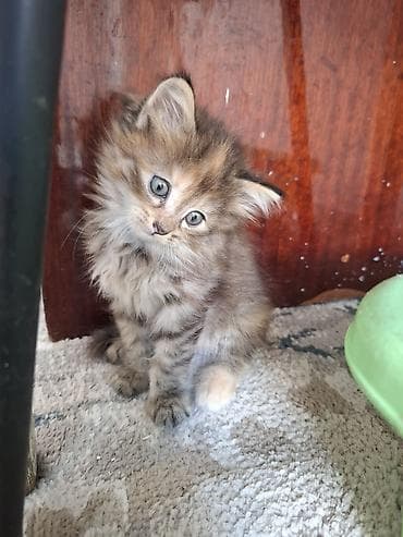 Отдаём пушистых котят в хорошие руки, к лотку приучены, кушают всё at lalafo.kg Отдаём пушистых котят в хорошие руки, к лотку приучены, кушают всё