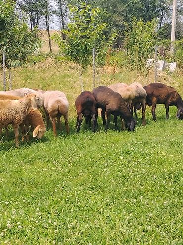 Продаю | Баран (самец) | На забой at lalafo.kg Продаю | Баран (самец) | На забой