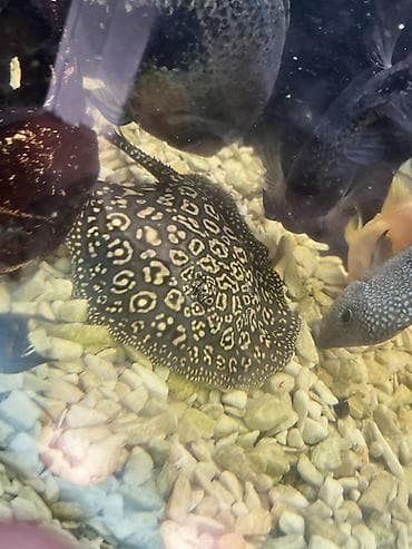 Пресноводный скат для аквариума (Potamotrygon sp.) - Эффектный узор at lalafo.kg Пресноводный скат для аквариума (Potamotrygon sp.) - Эффектный узор