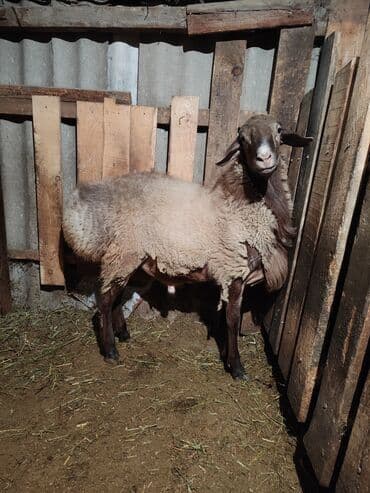 Продаю | Баран (самец) | Гиссарская, Полукровка, Арашан | На забой, Для разведения | Племенные, Осеменитель at lalafo.kg Продаю | Баран (самец) | Гиссарская, Полукровка, Арашан | На забой, Для разведения | Племенные, Осеменитель