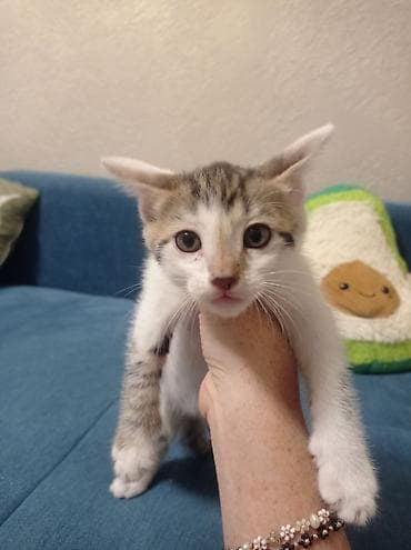 Кошка даром: Бенгальская, 1 месяц, Мальчик at lalafo.kg Кошка даром: Бенгальская, 1 месяц, Мальчик