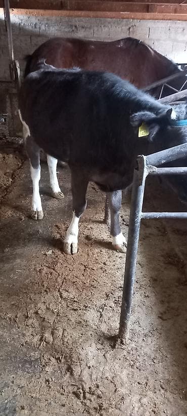 Продаю | Тёлка | Швицкая | На откорм, На забой, Для разведения | Привязанные at lalafo.kg Продаю | Тёлка | Швицкая | На откорм, На забой, Для разведения | Привязанные