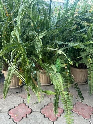 Папоротник (нефролепис) 5 штук дёшево отдам at lalafo.kg Папоротник (нефролепис) 5 штук дёшево отдам