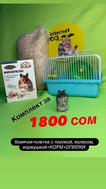 ХОМЯЧОК+КЛЕТКА с поилкой, кормушкой, беговое колесо+КОРМ+ОПИЛКИ. Весь at lalafo.kg ХОМЯЧОК+КЛЕТКА с поилкой, кормушкой, беговое колесо+КОРМ+ОПИЛКИ. Весь