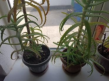Алоэ (Aloe vera) в горшках - Комнатные суккуленты с мясистыми at lalafo.kg Алоэ (Aloe vera) в горшках - Комнатные суккуленты с мясистыми