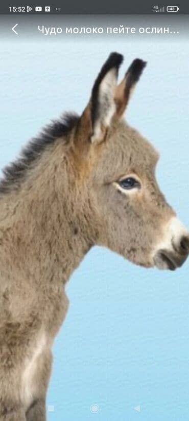 Пейте ослинное молоко будите не уставаемым сильным выносливым at lalafo.kg Пейте ослинное молоко будите не уставаемым сильным выносливым
