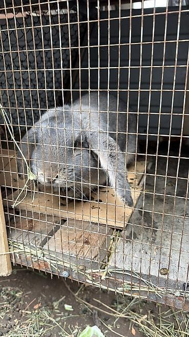 Продаю | Кролик самец at lalafo.kg Продаю | Кролик самец