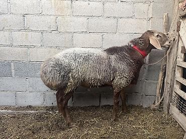 Продаю | Баран (самец) | Арашан | Для разведения at lalafo.kg Продаю | Баран (самец) | Арашан | Для разведения