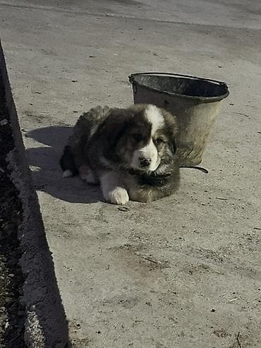 Кавказская овчарка, 2 месяца, Самец at lalafo.kg Кавказская овчарка, 2 месяца, Самец