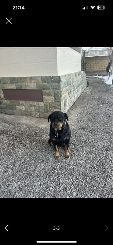 Продаю чистокровный ротвейлер (самка) молодая игривая 4года at lalafo.kg Продаю чистокровный ротвейлер (самка) молодая игривая 4года