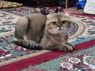 ВЯЗКА Шотландская вислоухая кошка (Scottish Fold) - Окрас: золотой at lalafo.kg ВЯЗКА Шотландская вислоухая кошка (Scottish Fold) - Окрас: золотой