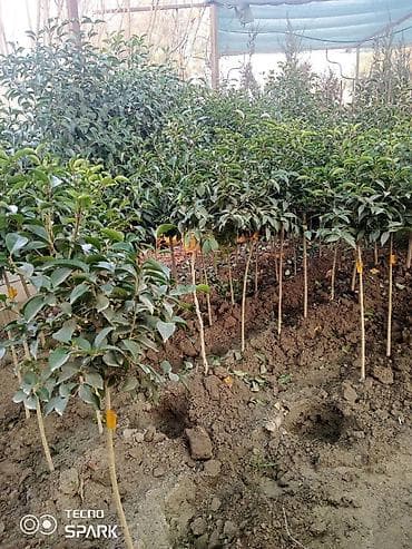 Клен,ива,павлония,катальпа,ясин,можжовельник,туиплатан и др at lalafo.kg Клен,ива,павлония,катальпа,ясин,можжовельник,туиплатан и др