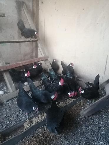 Продаю | Куры, Петух at lalafo.kg Продаю | Куры, Петух