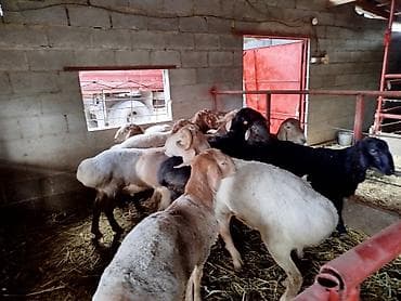 Продаю | Баран (самец) | Для разведения | Ярка at lalafo.kg Продаю | Баран (самец) | Для разведения | Ярка