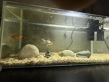 Аквариумный комплект для дома/офиса Продается аквариум 20литров, с at lalafo.kg Аквариумный комплект для дома/офиса Продается аквариум 20литров, с