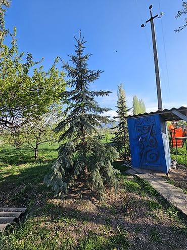 Продаются 2 роскошные голубые ели высотой 4 метра. ✨ Насыщенный цвет at lalafo.kg Продаются 2 роскошные голубые ели высотой 4 метра. ✨ Насыщенный цвет