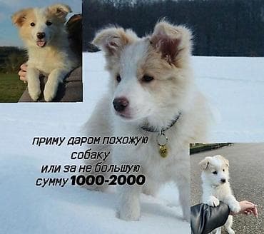 Ищу щенка, похожего на показанного на фото: пушистый, светлый at lalafo.kg Ищу щенка, похожего на показанного на фото: пушистый, светлый