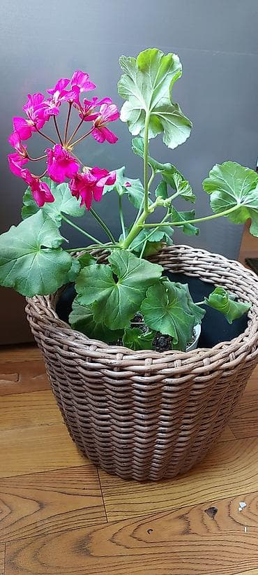 Плетёные кашпо для комнатных растений - Материал: плотный at lalafo.kg Плетёные кашпо для комнатных растений - Материал: плотный