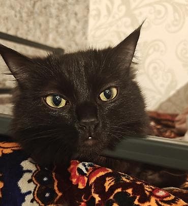 1 год, Девочка, Приучена к лотку at lalafo.kg 1 год, Девочка, Приучена к лотку