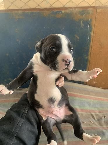 Ковролин: Щенки питбуля и амстаффа lalafo.kg да — 5 Ковролин: Щенки питбуля и амстаффа — 5