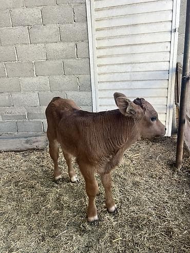 Продаю | Музоо, торпок | На откорм at lalafo.kg Продаю | Музоо, торпок | На откорм