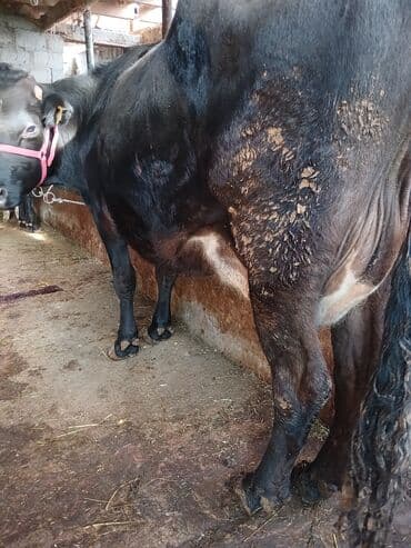 Продаю | Корова (самка) | Полукровка, Алатауская | Для молока | После отела at lalafo.kg Продаю | Корова (самка) | Полукровка, Алатауская | Для молока | После отела