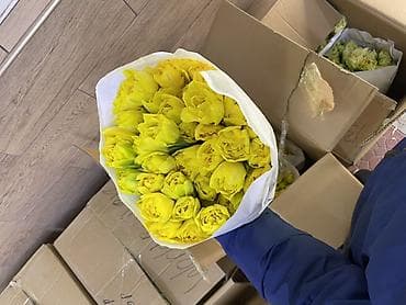 Тюльпаны срезанные — оптом в букетах Описание: - Профессиональная at lalafo.kg — 7 Тюльпаны срезанные — оптом в букетах Описание: - Профессиональная — 7