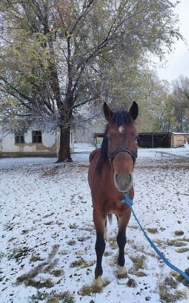 Продаю | Жеребец | Рабочий | Мерин at lalafo.kg Продаю | Жеребец | Рабочий | Мерин