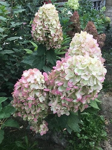 Метельчатая гортензия для сада - Крупные конусовидные соцветия 20–35 at lalafo.kg Метельчатая гортензия для сада - Крупные конусовидные соцветия 20–35