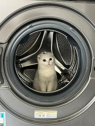 Скотиш Фолд (Шотландская вислоухая), 4 месяца, Девочка, Белый, Приучена к лотку at lalafo.kg Скотиш Фолд (Шотландская вислоухая), 4 месяца, Девочка, Белый, Приучена к лотку