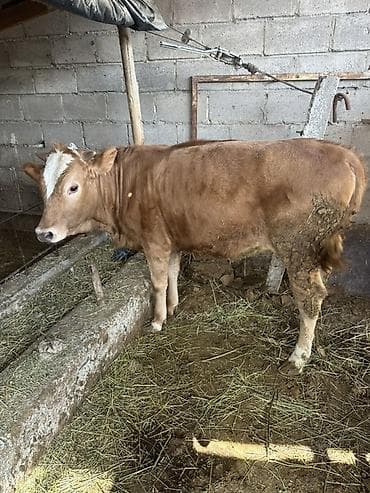 Продаю | Бык (самец) | На откорм, На забой | Привязанные at lalafo.kg Продаю | Бык (самец) | На откорм, На забой | Привязанные
