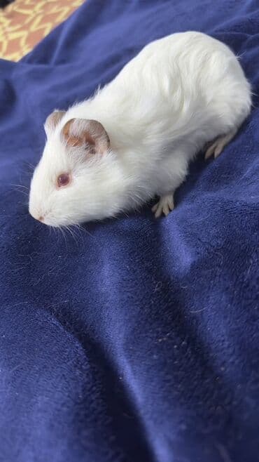 Молодая морская свинка, окрас: белый, глаза рубиновые at lalafo.kg Молодая морская свинка, окрас: белый, глаза рубиновые